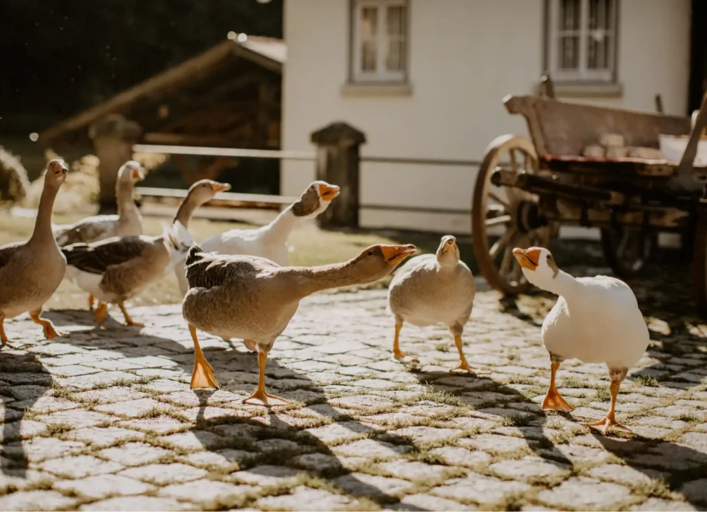 Nahaufnahme von Gänsen auf dem Gelände der Künkele Mühle, beliebte Location für Hochzeiten, Feiern und Veranstaltungen